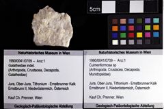 Foto (Objket + Etiketten) von Culmenformosa sp 